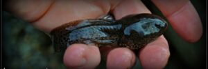tadpole new jersey pond