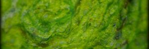 blanket algae