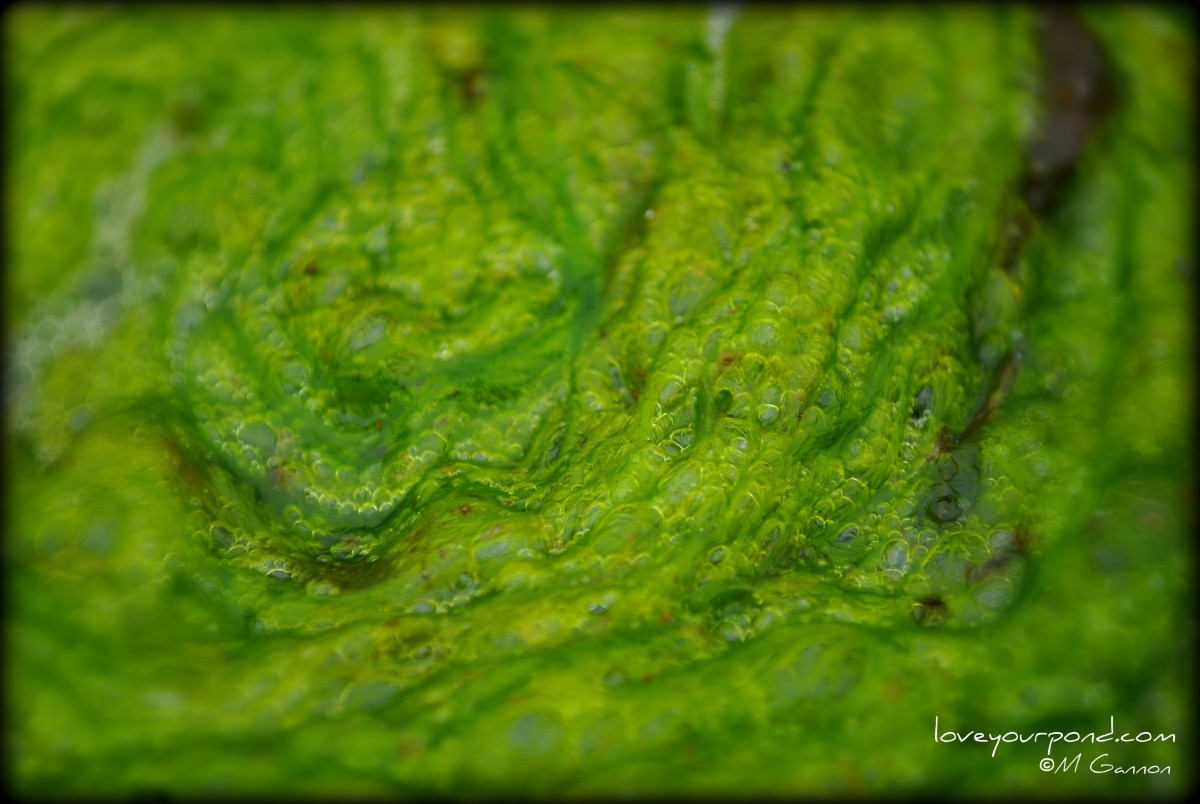 HOW TO CONTROL STRING ALGAE IN YOUR KOI POND AND WATER GARDEN - That ...