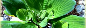 water lettuce