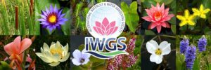 Collage of water lilies and aquatic flowers with the International Water Garden Society logo in the center.
