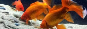 goldfish