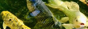 koi fish new jersey