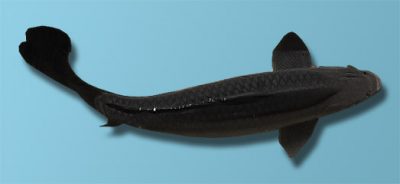 black koi