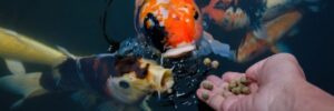 feeding koi