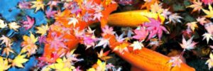 koi pond extend season