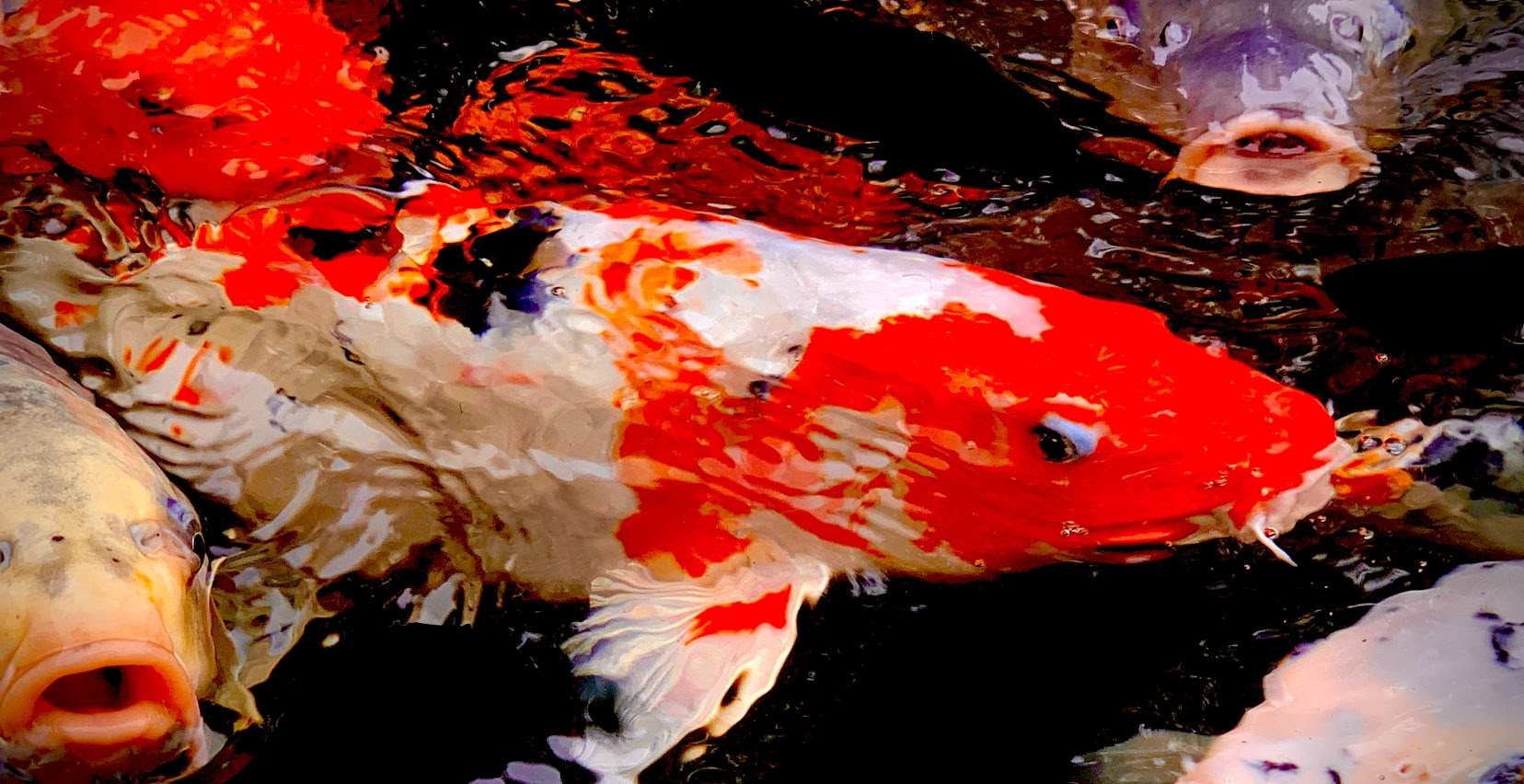 Koi Fish swimming in a pond