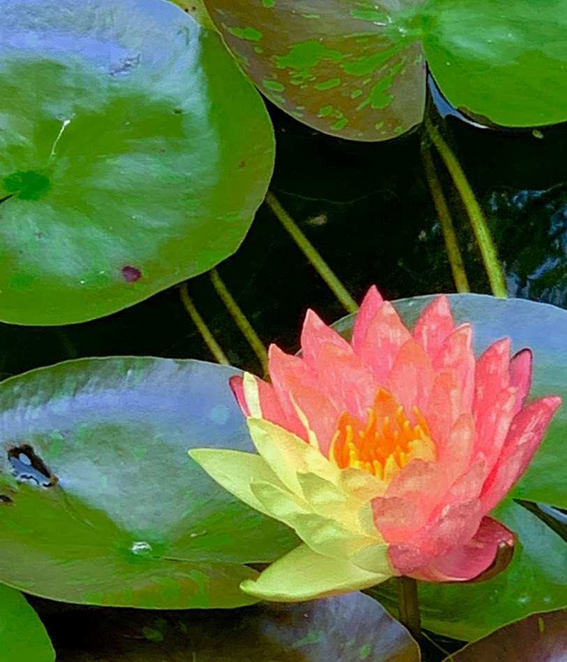 Pink water lily