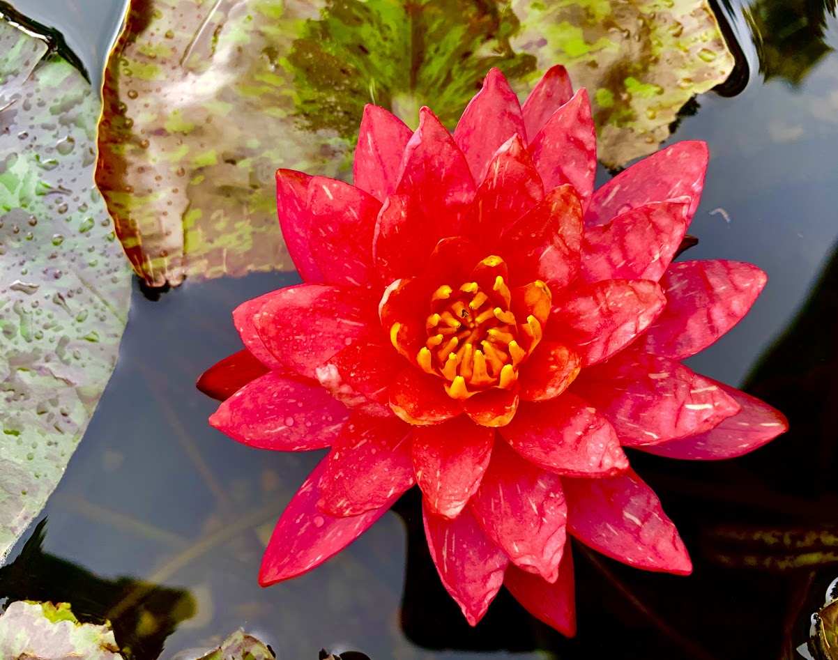 Red water lily