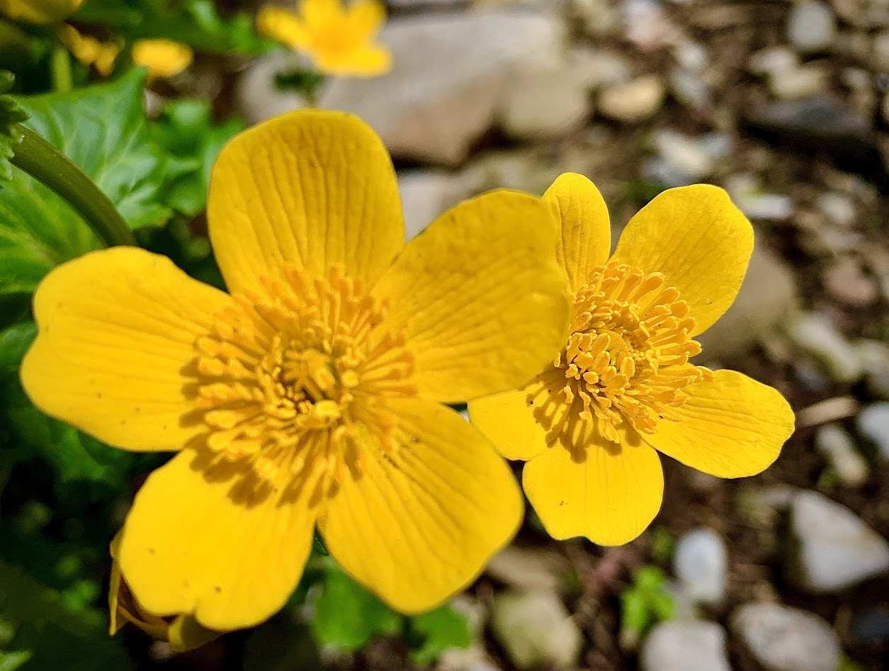 Aquatic plant with yellow flowers