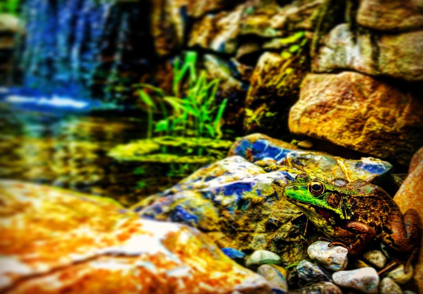 Frog camouflaged within stones