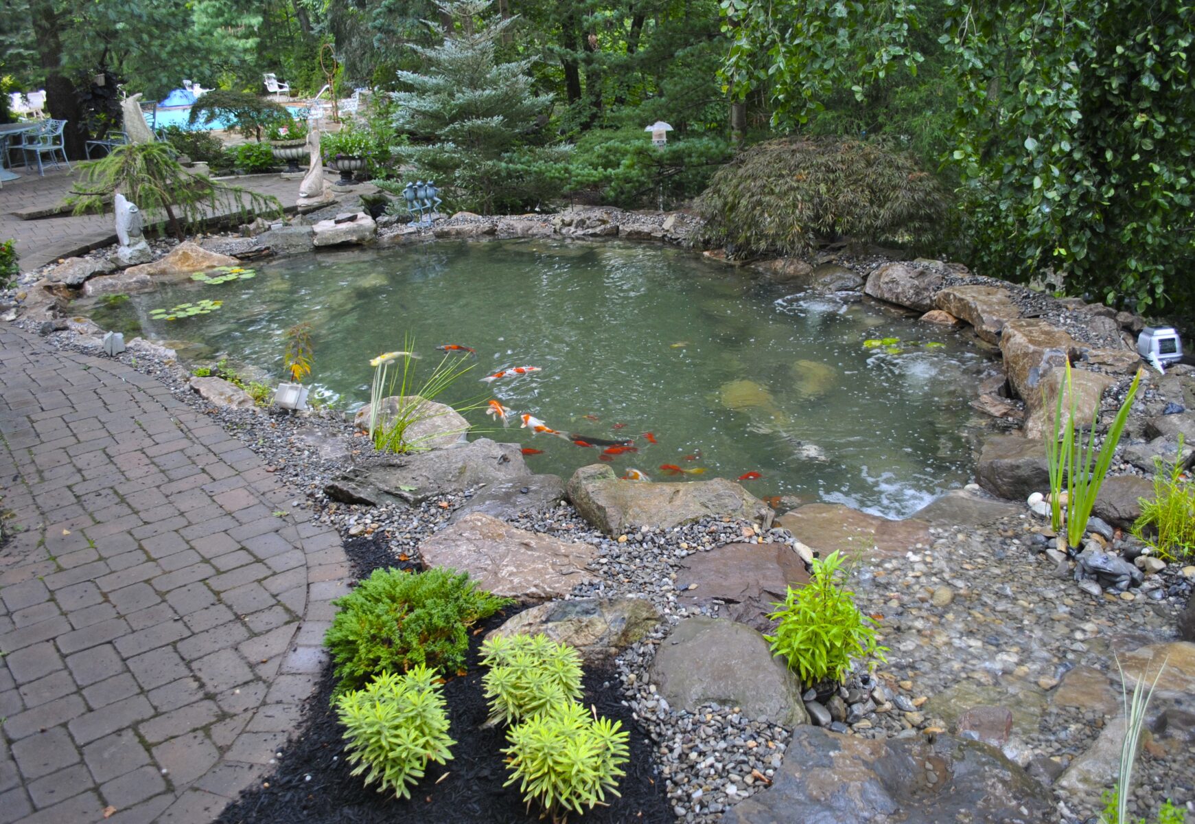 A backyard koi pond with rocks, green plants, and koi fish, bordered by a stone path in a lush garden setting.