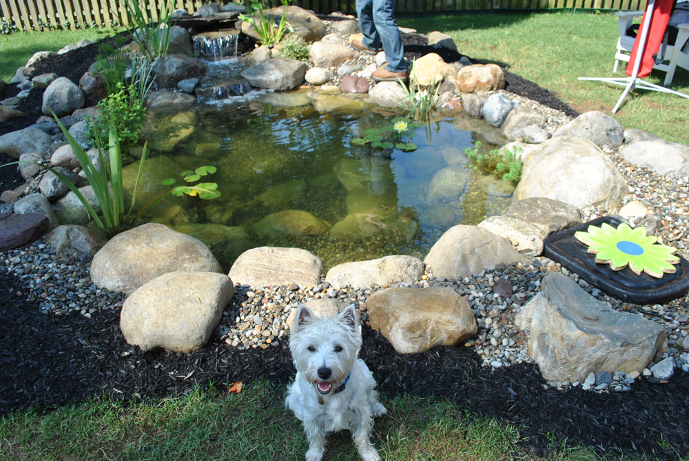 A small dog sits in front of a backyard pond with rocks around it; a person stands by the pond.