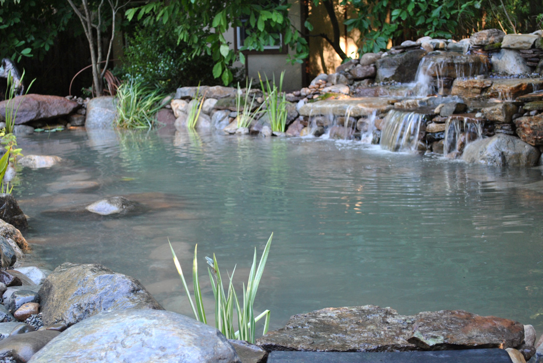A backyard pond with rocks, plants, and a small waterfall surrounded by greenery.
