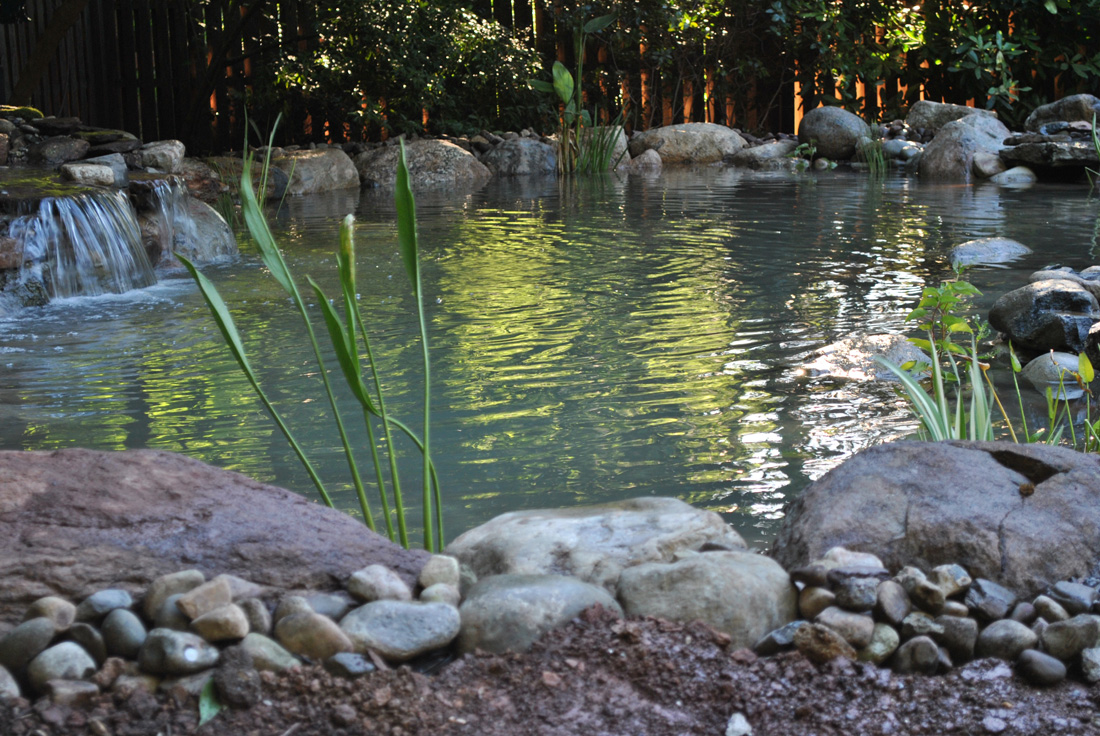 Small backyard pond with clear water, rocks, green plants, and a gentle waterfall, surrounded by trees and a wooden fence.