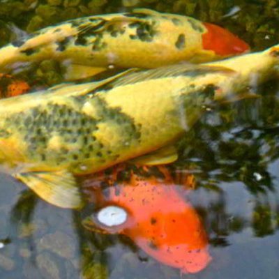 Three koi fish, two yellow with black spots and one orange, swim in clear water above a rocky bottom.