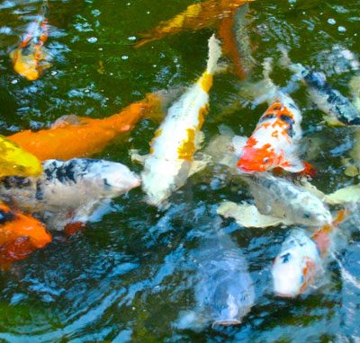 Colorful koi fish swim in a pond with green water and rocks partially visible at the edge.