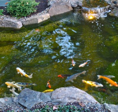 A clear backyard pond with koi fish swimming among rocks and a small waterfall at one end.
