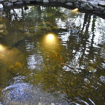 Outdoor pond with stones, underwater lights, and several goldfish; trees are reflected on the water's surface.