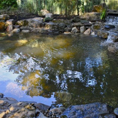 A backyard pond with rocks, aquatic plants, and small waterfalls surrounded by a wooden fence and trees.