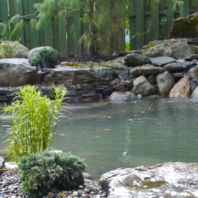 A backyard pond with clear water, stone edges, small waterfall, and various green plants and shrubs.