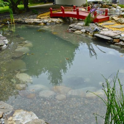 A small garden pond with clear water, surrounded by rocks, plants, and a red wooden footbridge in the background.