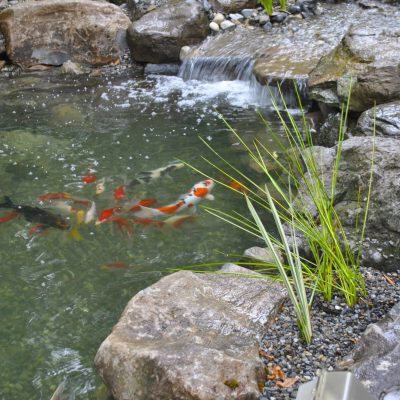 Koi fish swim in a small pond with rocks, a waterfall, and tall green grass along the edge.