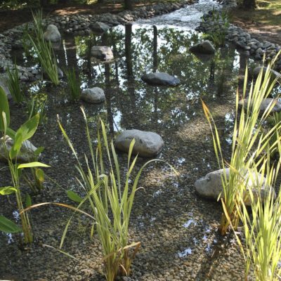 A shallow, rocky pond with tall grasses and stones, surrounded by trees and sunlight filtering through the leaves.