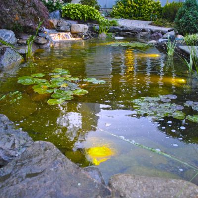 A small garden pond with lily pads, rocks, surrounding plants, and yellow underwater lights at dusk.
