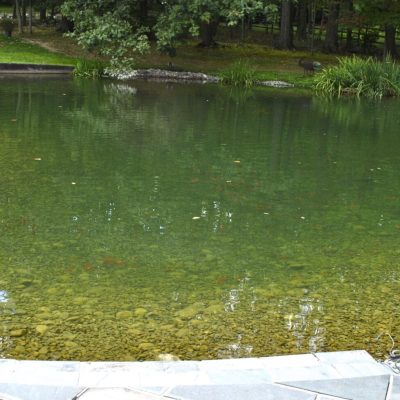 A clear pond with visible stones on the bottom, surrounded by greenery and bordered by a stone path.