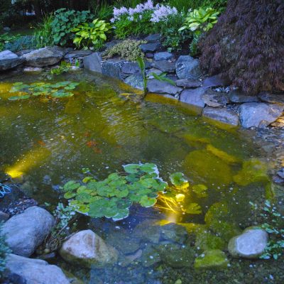 A garden pond with lily pads and rocks, illuminated by underwater lights, bordered by plants and a small waterfall.