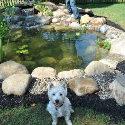 A small dog sits in front of a backyard pond with rocks around it; a person stands by the pond.