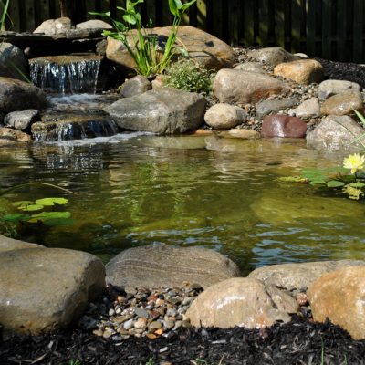 Small backyard pond with clear water, rocks, a small waterfall, green plants, and yellow water lilies.