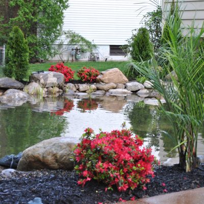 Backyard pond with rocks, flowering shrubs, and assorted green plants next to two house exteriors.