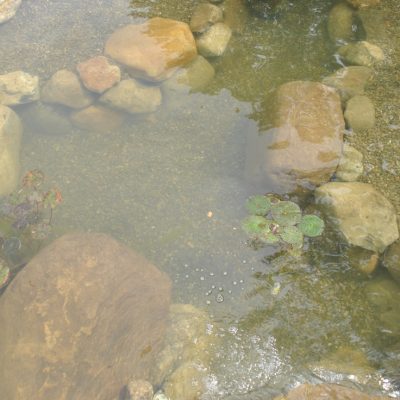 Shallow pond with clear water, visible rocks, and clusters of floating green lily pads.