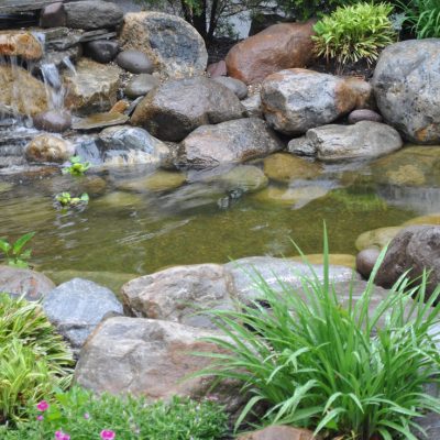 Small garden pond with rocks, a small waterfall, clear water, and various green plants around the edge.