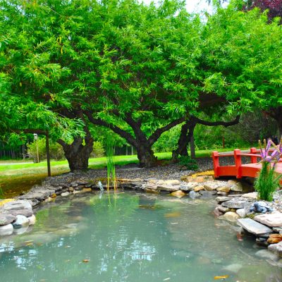 A small pond with rocks, a red wooden bridge, and lush green trees in a landscaped garden.