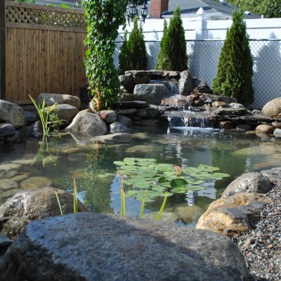 Backyard pond with rocks, water lilies, and a small waterfall, surrounded by fencing and evergreen shrubs.