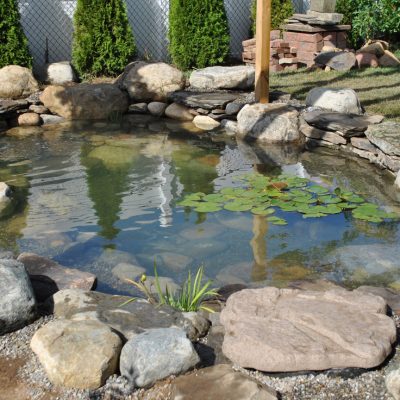 A small backyard pond with clear water, rocks, water lilies, and green plants along the edges.