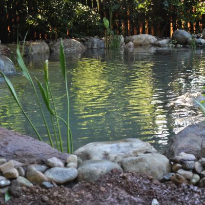 Small backyard pond with clear water, rocks, green plants, and a gentle waterfall, surrounded by trees and a wooden fence.