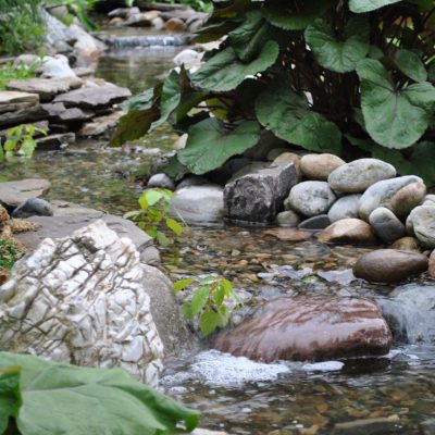 A small stream flows over rocks and pebbles, bordered by green plants and large leaves.