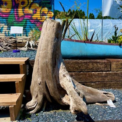 Large weathered tree stump stands on gravel beside wooden steps, with a blue planter and graffiti wall in the background.