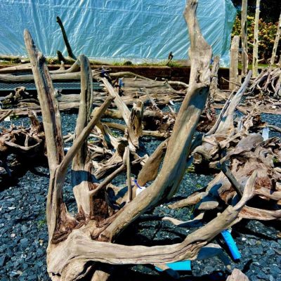 Large pieces of driftwood with twisted branches rest on gravel in front of a plastic-covered greenhouse.