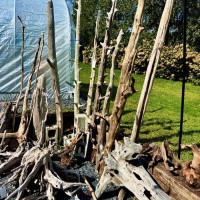 Tall, weathered driftwood pieces are arranged upright outdoors on gravel near a greenhouse and grassy area.