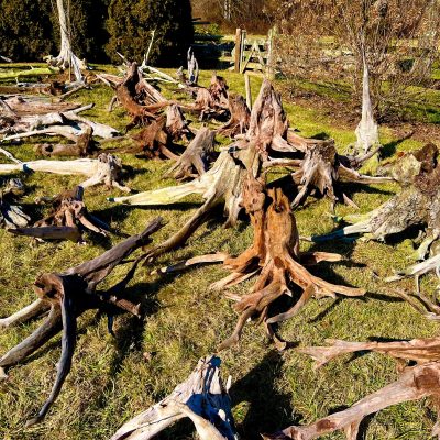 Numerous large tree stumps and roots are scattered across a grassy area in an outdoor setting.