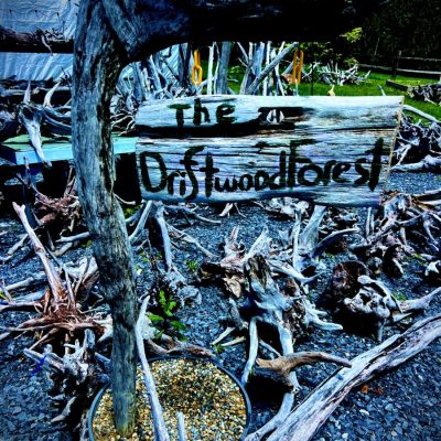 A wooden sign reading "The Driftwood Forest" is attached to a twisted branch in a gravel area with driftwood pieces.
