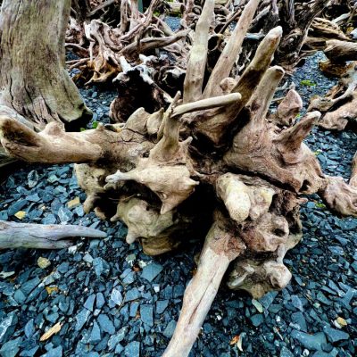 Large, weathered tree roots with jagged branches rest on a bed of gray stones outdoors.