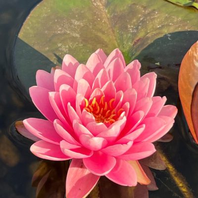 A pink water lily blooms on the surface of a pond, surrounded by green lily pads.