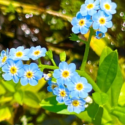 Close-up of small blue forget-me-not flowers with yellow centers and green leaves in natural sunlight.