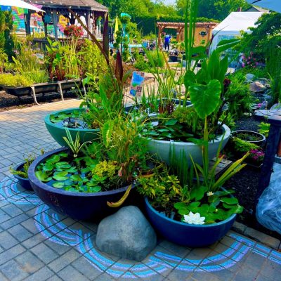 Three large bowls with aquatic plants and lily pads arranged on a patio; garden structures and plants in background.